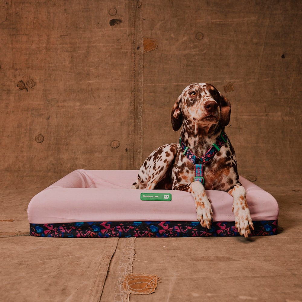 cupom zeedog frete grátis