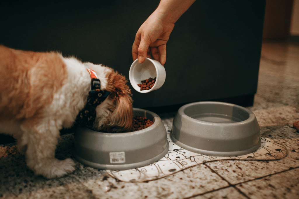 Cachorro comendo ração