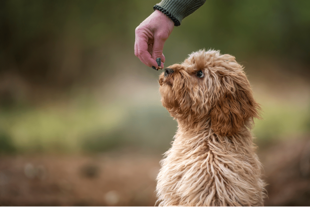 Cachorro comendo petisco