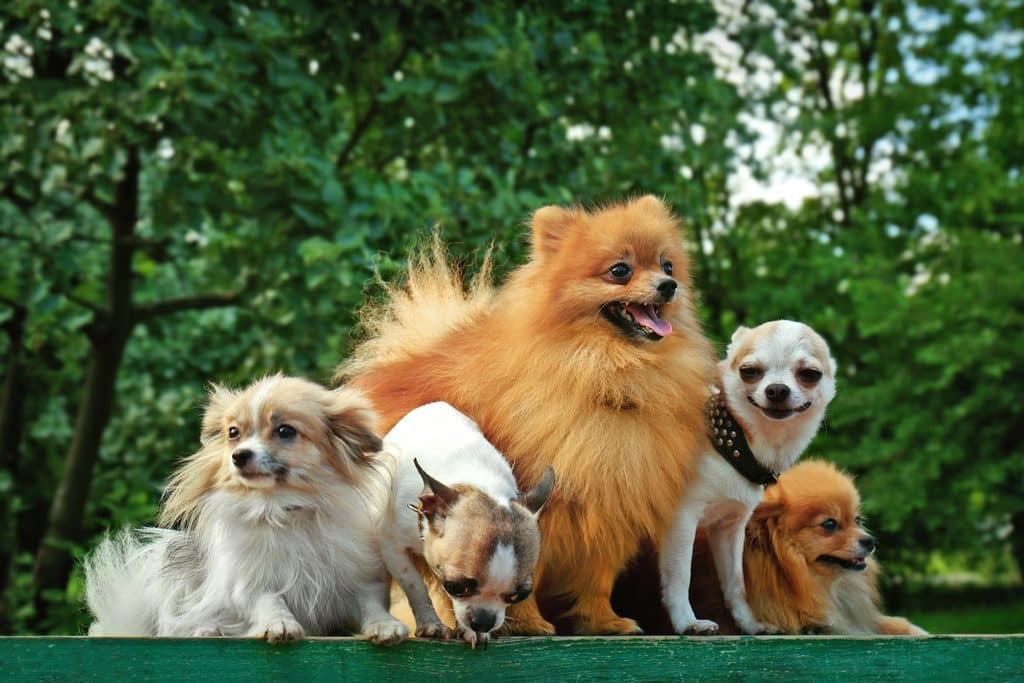 Curiosidade sobre cão