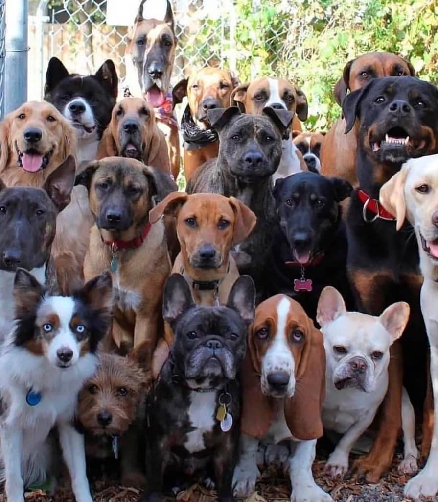 Curiosidade sobre cão