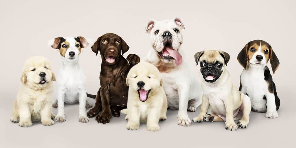 Curiosidade sobre cão