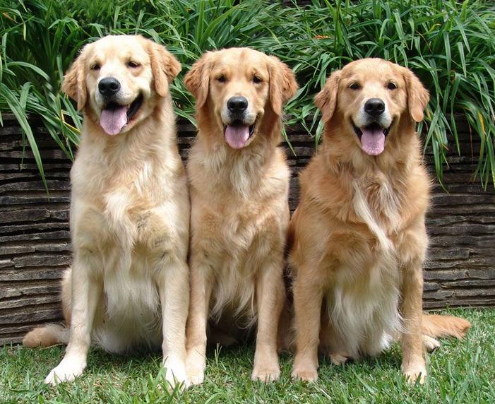 Raças de Cachorro grande porte