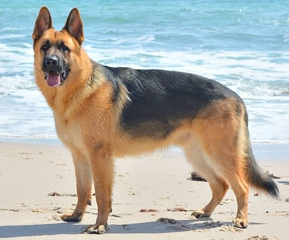 Raças de Cachorro grande porte