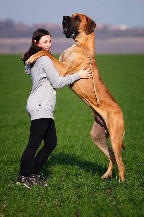 Raças de Cachorro grande porte