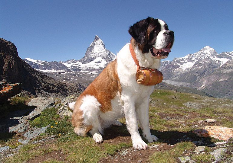 Raças de Cachorro grande porte