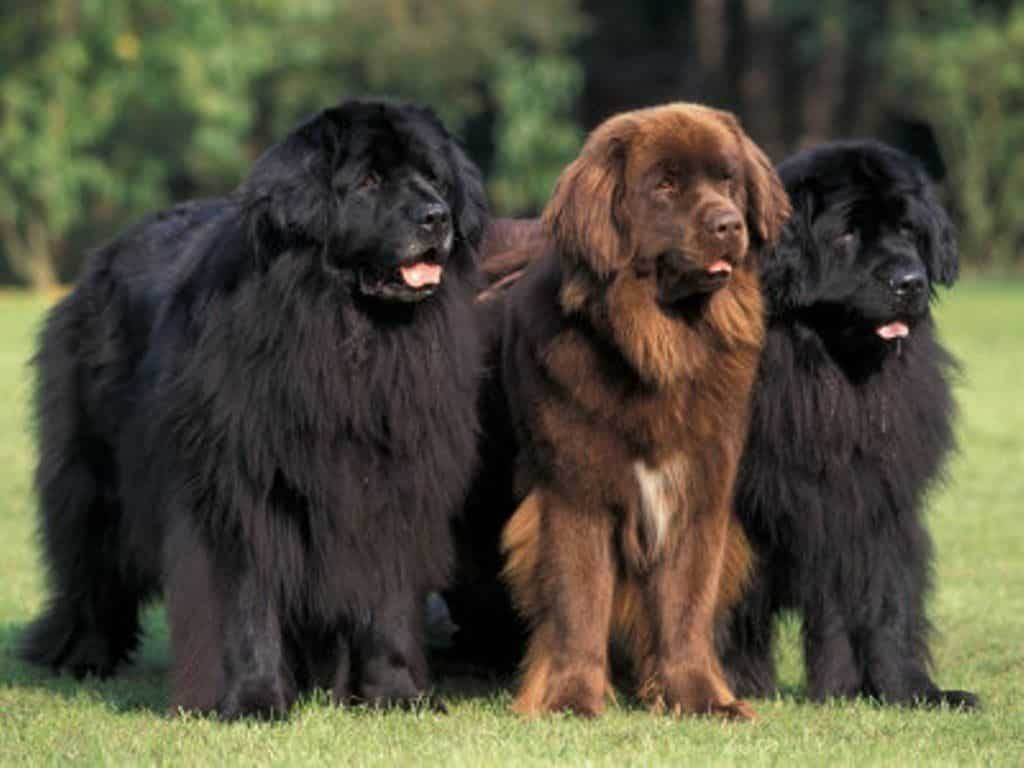 Raças de Cachorro grande porte